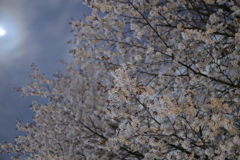夜桜　二日目！