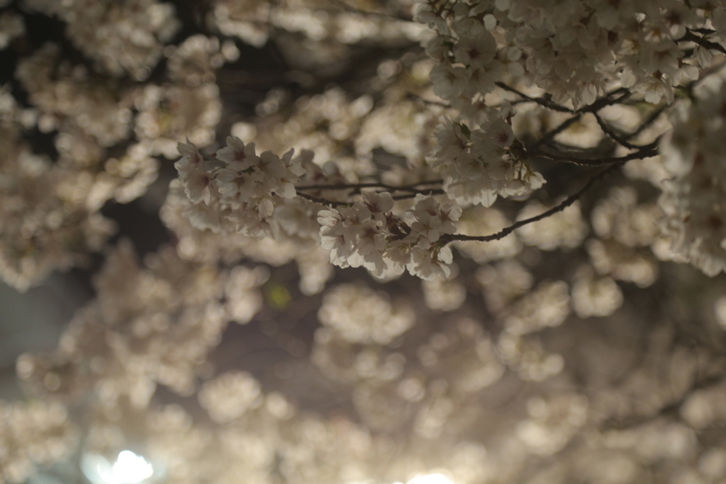 夜桜quartetto