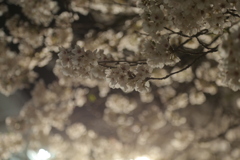 夜桜quartetto