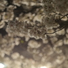 夜桜quartetto
