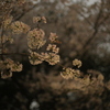 夜桜　二日目パート2！