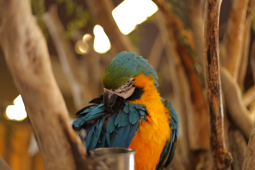 睨み合い（俺が負けました…）