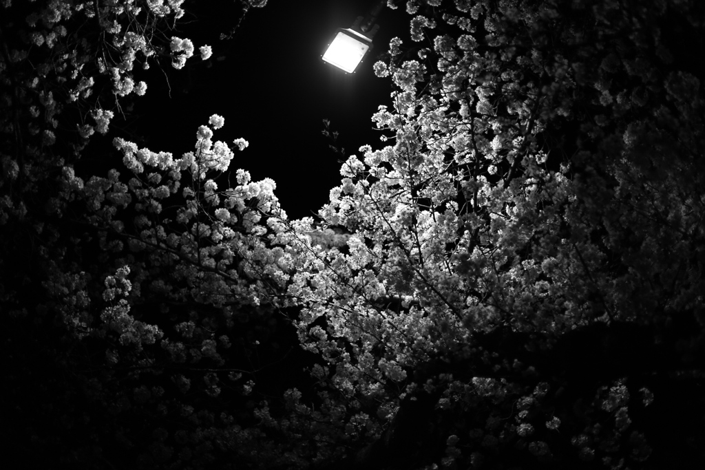 夜桜