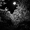 夜桜