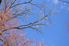 秋空