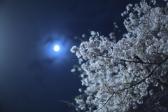 葵月と桜