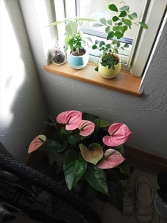 玄関アンスリウム