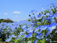 一面、蒼い