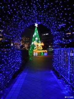 クリスマスツリー
