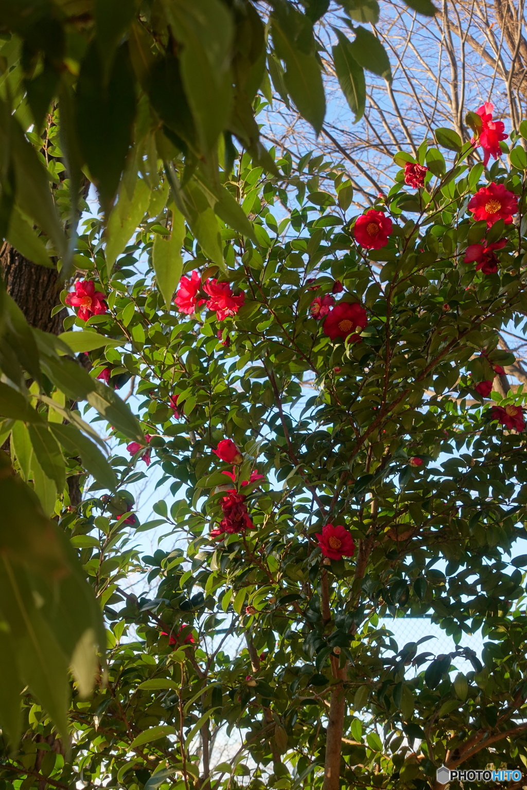 山茶花