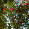 山茶花