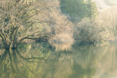 水没林