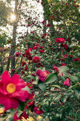 花の群れ