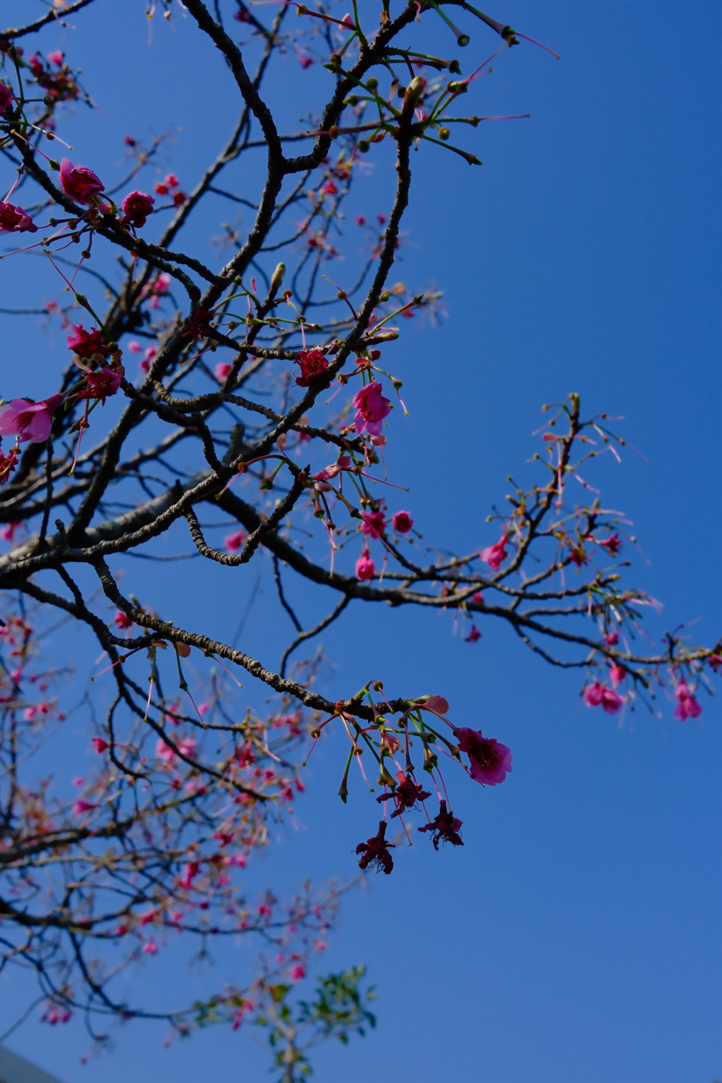 下向き桜