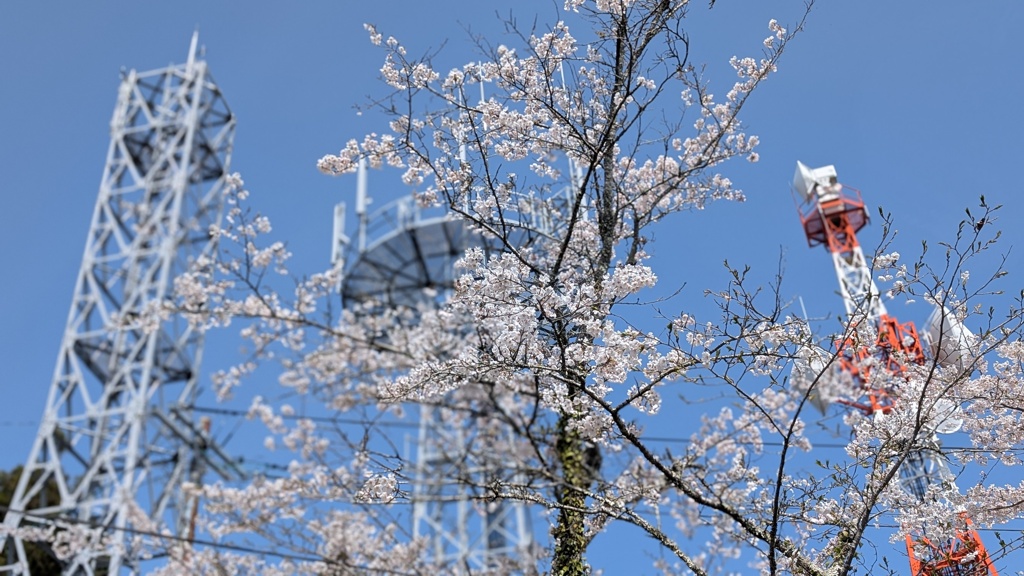 粟ヶ岳の桜と鉄塔