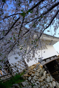 城門桜