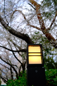 浜松城公園