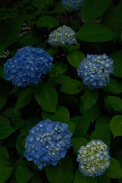 梅雨ですね