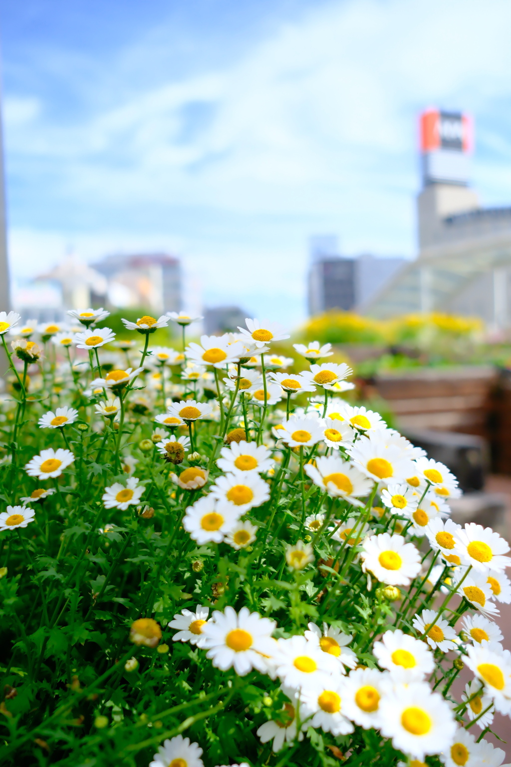 豊橋の華