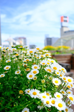 豊橋の華