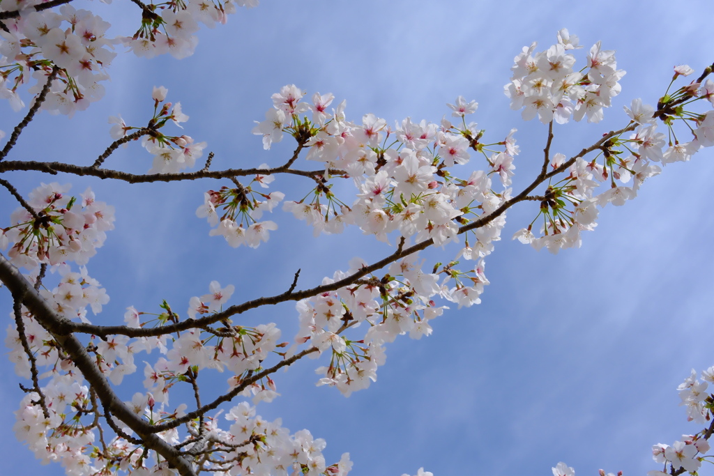 cherryblossom