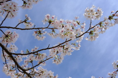 cherryblossom