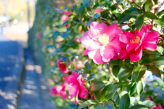 お花