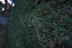 苔