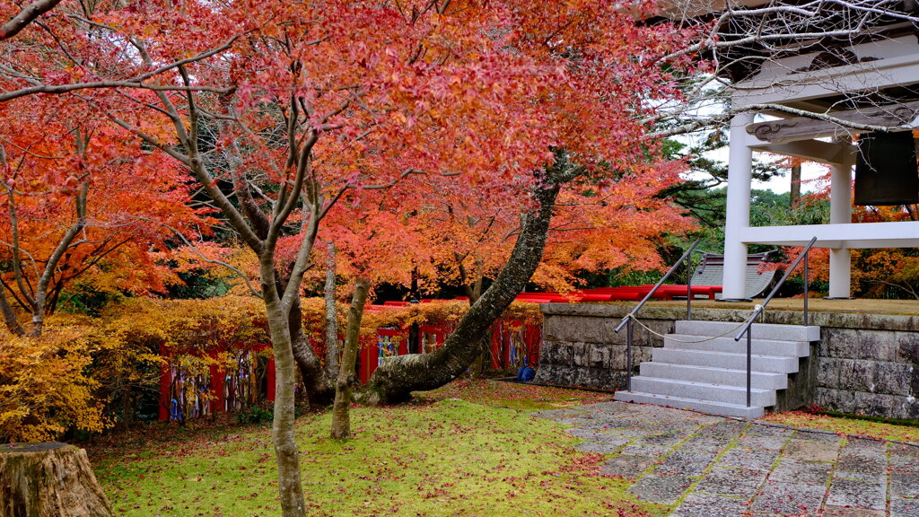 紅