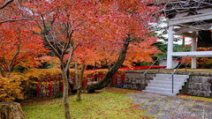 紅