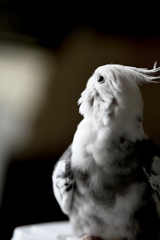 Pico