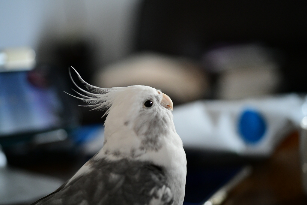愛鳥ピコ