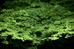 赤城神社の新緑