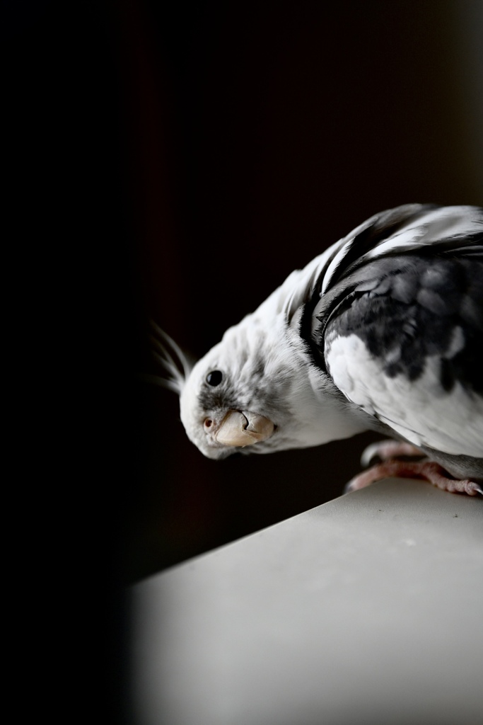 Pico