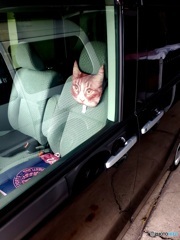 猫のヘッドレスト