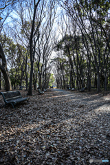 大阪城撮影会①静かな森