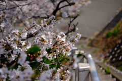 桜階段