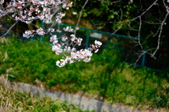 河川敷の桜