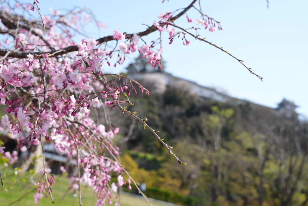 桜　城