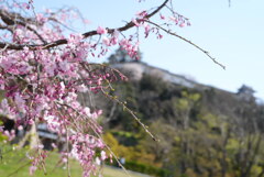 桜　城
