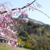 桜　城