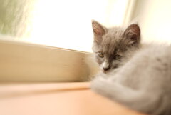猫
