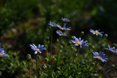 お花