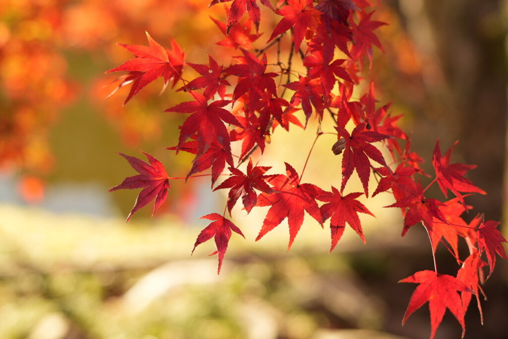 紅葉