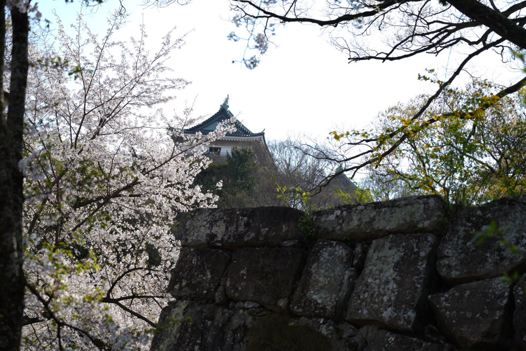 桜とお城
