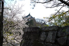 桜とお城