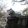 桜とお城