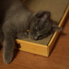 ねこ