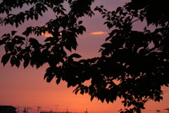 雨上がりの夕焼け