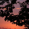 雨上がりの夕焼け